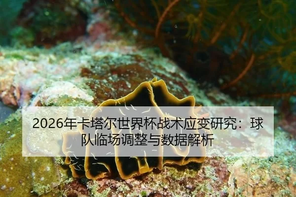 nian-ka-ta-er-shi-jie-bei-zhan-shu-ying-bian-yan-jiu-qiu-dui-lin-chang-tiao-zheng-yu-shu-ju-jie-xi-3-933.jpg